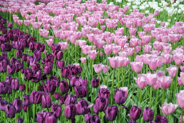 Purple, pink and white tulips field