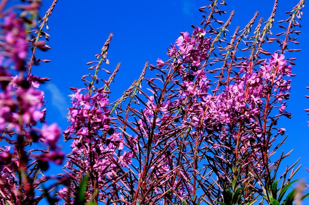 Purple pink willow herb or fireweed wild herb, used to brew Russian fermented drink ivan chai tea