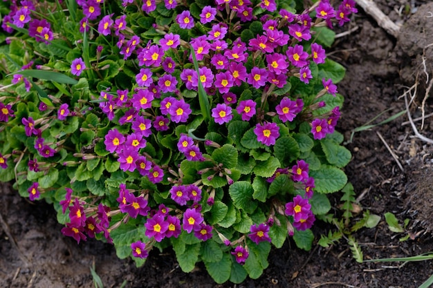 Purple primroses in the garden top view