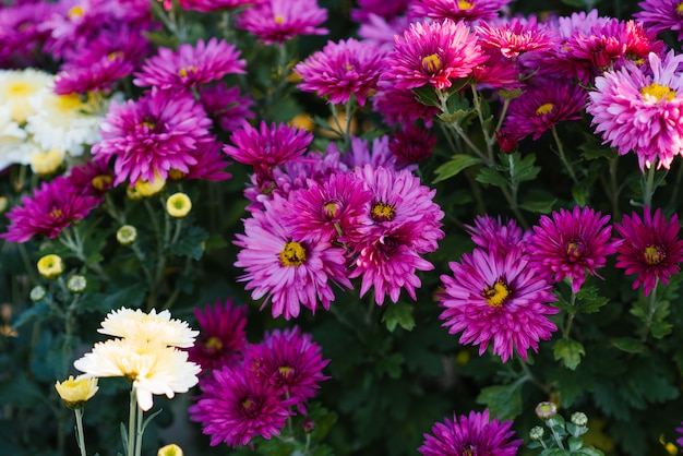 Purple-purple autumn chrysanthemums bloom in the garden