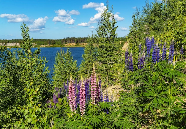 Purple and purple lupine flowers on a sunny day against the background of a lake