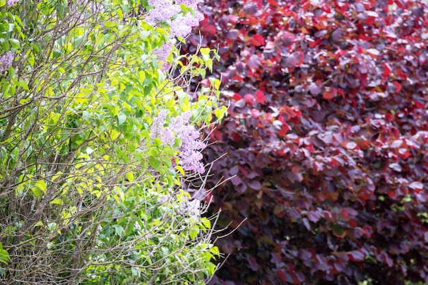 Purple and red flowers in a garden