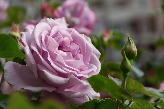 Purple rose close-up. A beautiful pastel delicate flower bloomed in the garden. Natural romantic