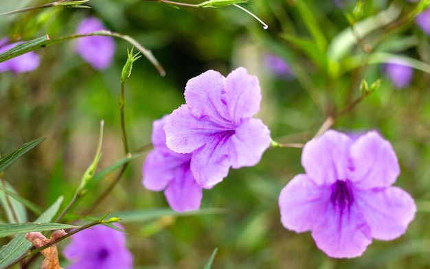 Purple Ruellia tuberosa flower beautiful blooming flower green leaf Spring growing purple flowers