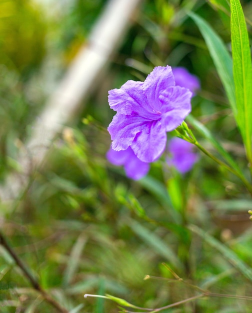 Purple Ruellia tuberose flower beautiful blooming flower green leaf background Spring growing