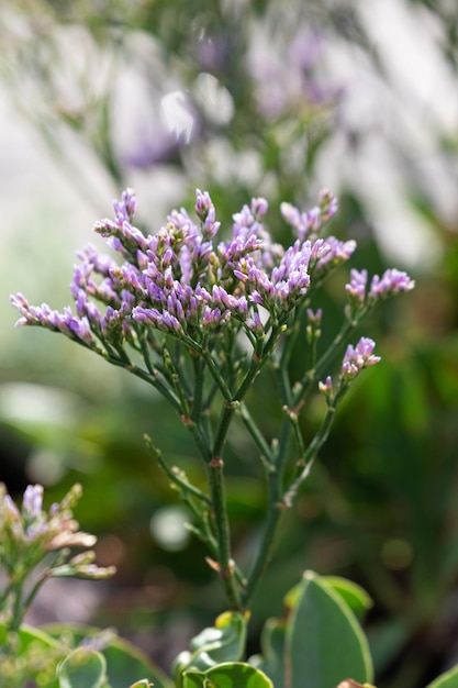 Purple sea lavender blooms on Hallig Hooge