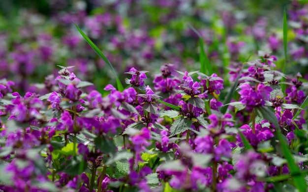 Purple small spring flowers with green leaves