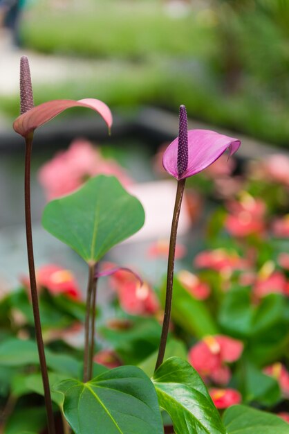 Purple Spadix Flower