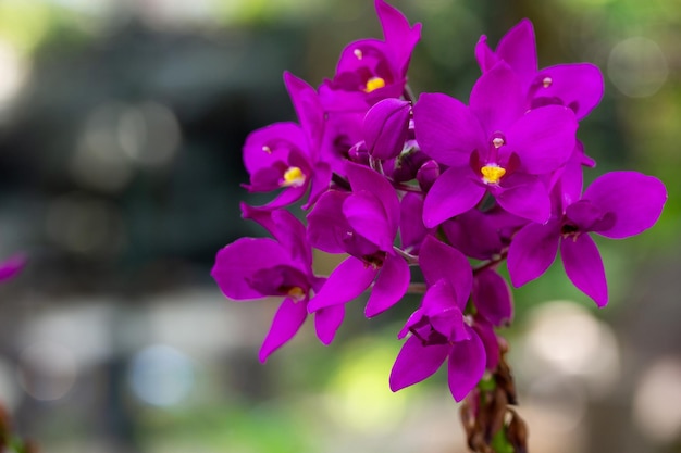 Purple Spathoglottis Plicata Orchids Flower