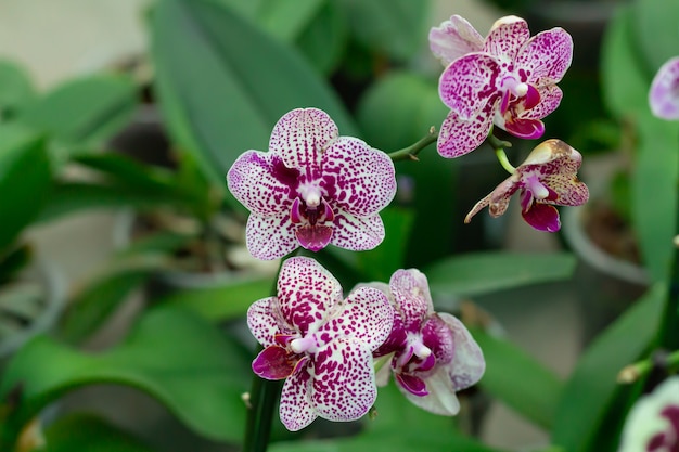 Purple spotted Polka Dots orchid close-up on green leaves background