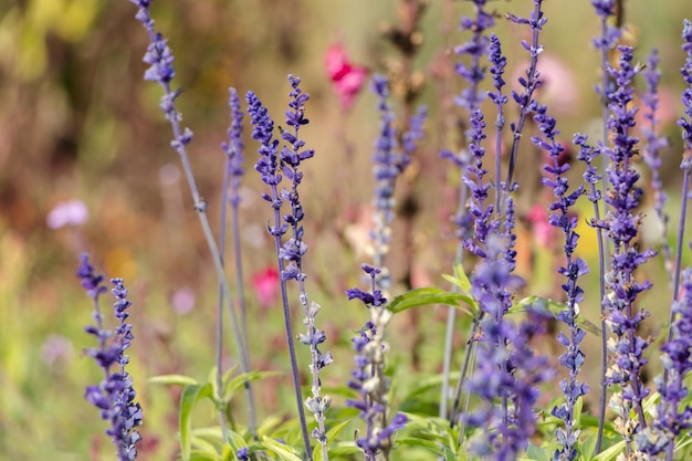 purple sprigs of lavender in the garden.  natural flower background.