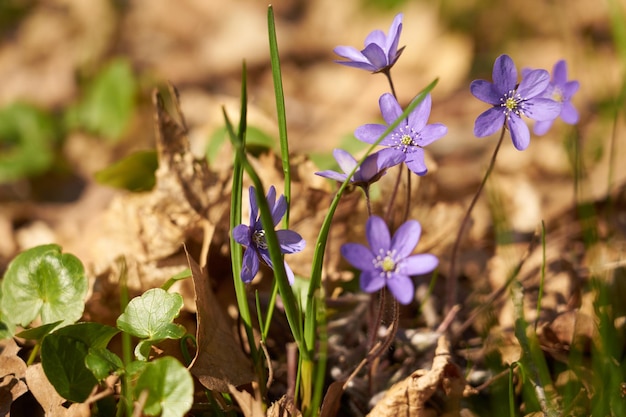 Purple spring flowers in the forest with a blurred background