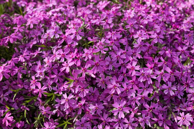 Purple spring flowers texture