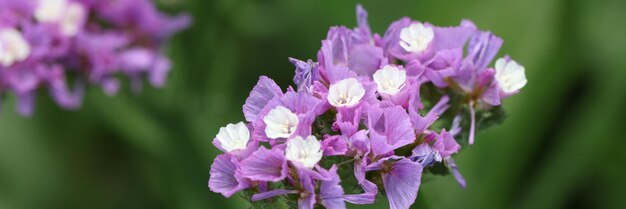 Purple statice flowers on field bright wildflowers concept