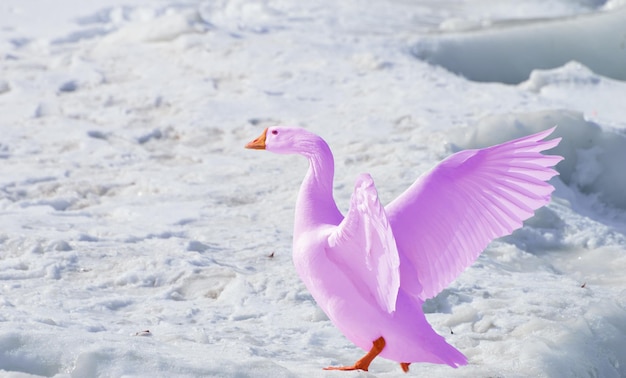 A purple swan with pink feathers is standing on ice.