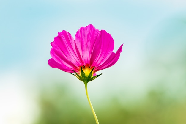 Purple sweet cosmos flowers  in the garden