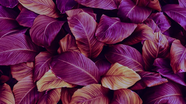 Purple tropical leaves texture background