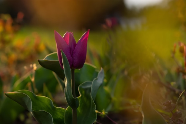 Purple tulip bright sunlight Beautiful spring flower background