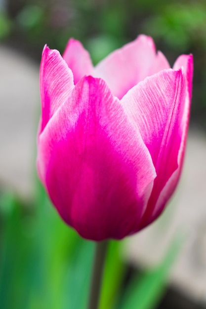 Purple Tulip in the garden Wonderful Contrast Colors Blurred Bokeh Background