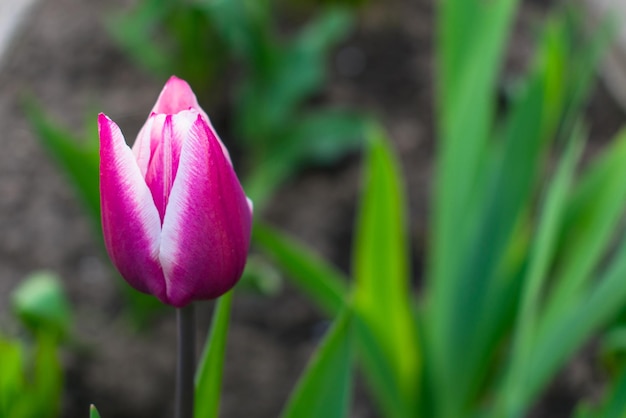 Purple Tulip in the garden Wonderful Contrast Colors