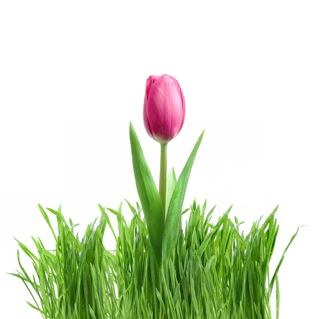 Purple tulip and green grass isolated on white