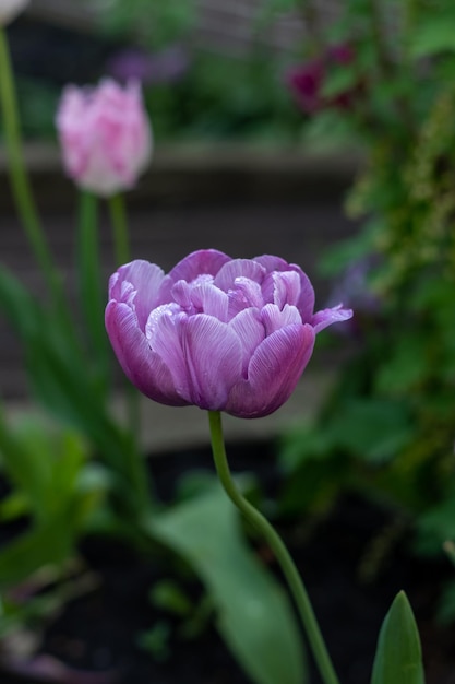 Purple tulip grows in the garden closeup