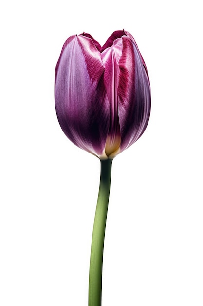 A purple tulip with a green stem and a yellow spot on the bottom.