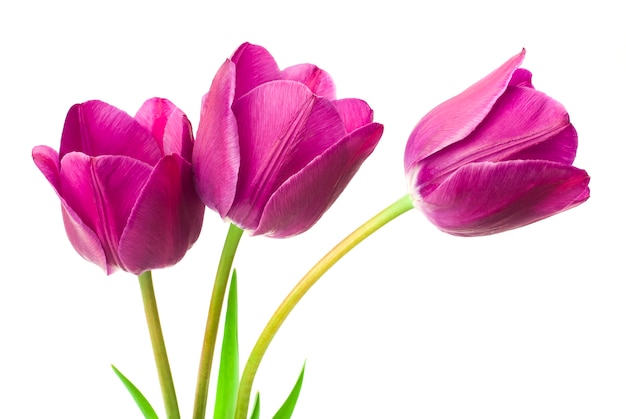 purple tulips isolated on white 