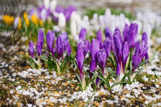 Purple unblown crocuses bloom under the snow