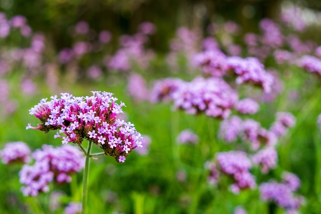 Purple Verbena tiny flowers in the garden