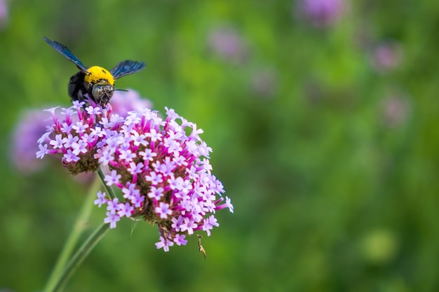 Purple Verbena tiny flowers with bumble bee in morning sun