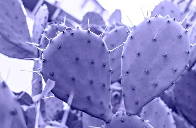 Purple violet Cactus with needles closeup on blurred prickly pear Opuntia plant background very peri