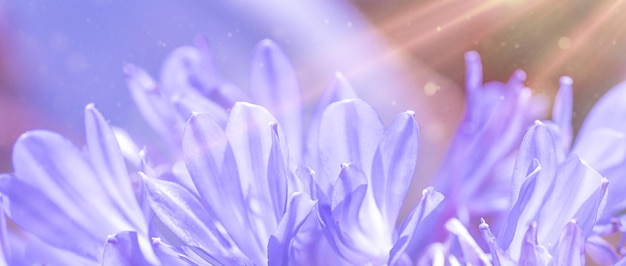 Purple and violet flowers in sunlight Macro wallpaper