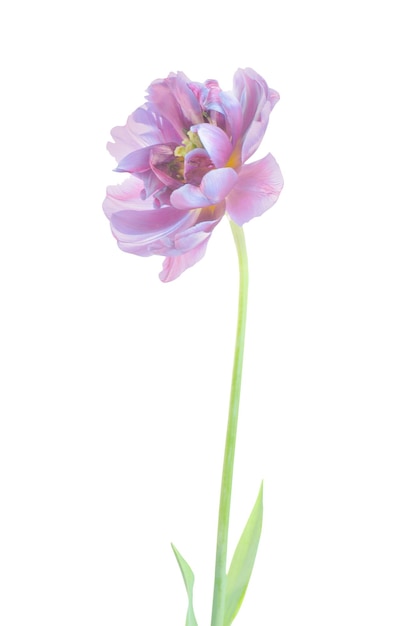 Purple violet tulip flowerwith green leaves isolated