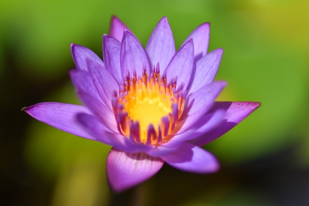 Purple water lily flower blooming in the lotus pond 