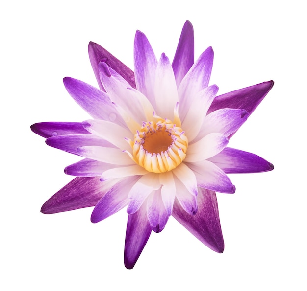 Purple water lily isolated on white background