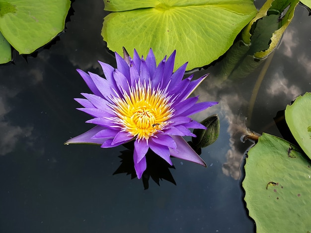 Purple water lily or Lotus Flower with green leaf in the pond and reflection of clouds in the sky