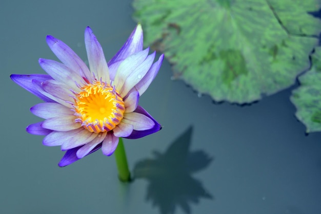 The purple water lily on the pond Travel to Bangkok Thailand