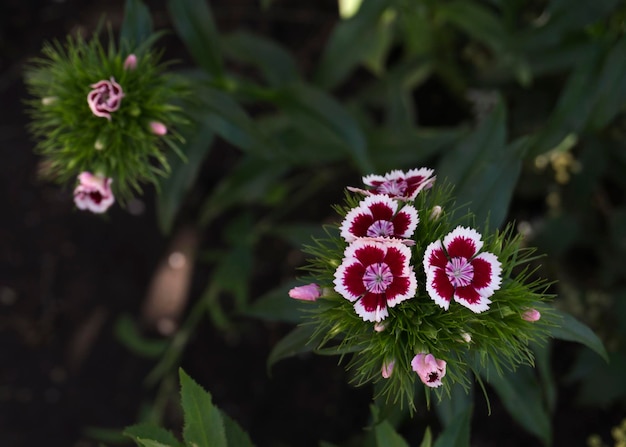 Purple and white carnation flower close up