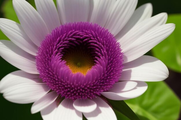 Photo a purple and white flower with a yellow center