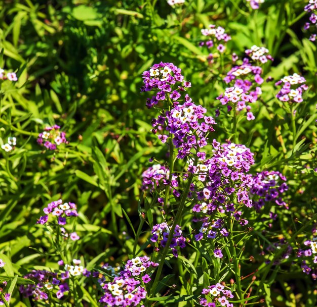 Photo purple and white flowers of lobularia maritima alyssum maritimum sweet alyssum or sweet alison