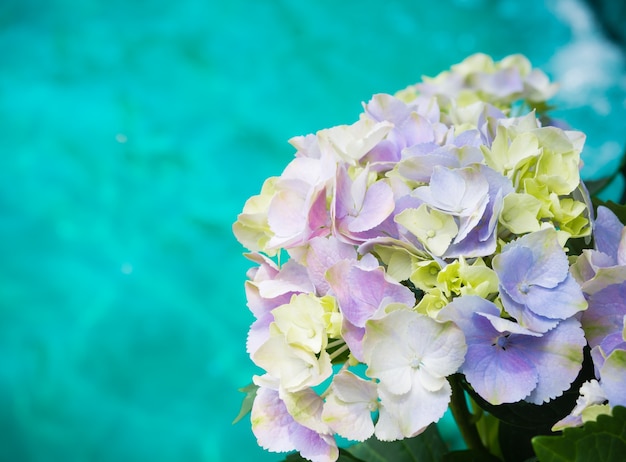 Purple white Hydrangea Paniculata Limelight flowers with blue water background.