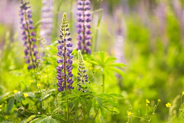 Purple and white lupins in a field against the sun Glade of summer flowers Beautiful background