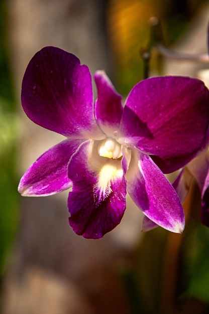 Purple and white orchids with a blurry background in the park