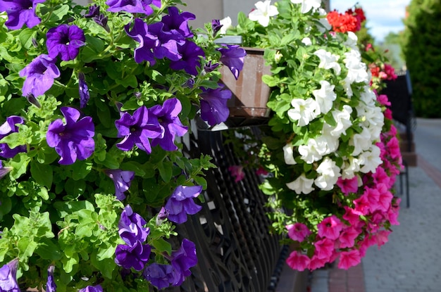 Purple white and pink petunia flowers in balcony boxes outdoors