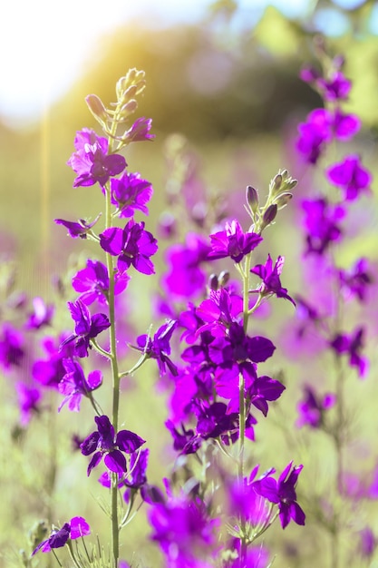 Purple wild flowers