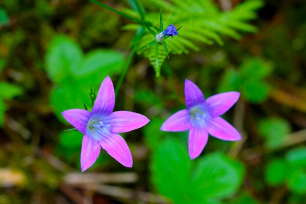 Purple wildflowers bloom in the meadow in the summer