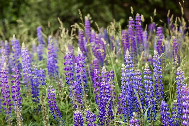 Purple wildflowers in a field in daylight.