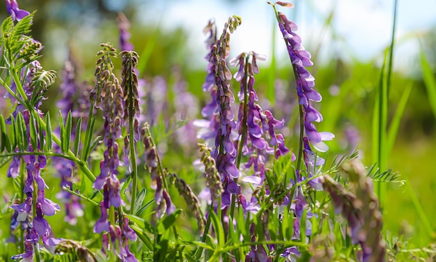 purple wildflowers in a field and meadow summer sunny day