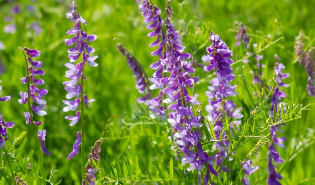 purple wildflowers in a field and meadow summer sunny day